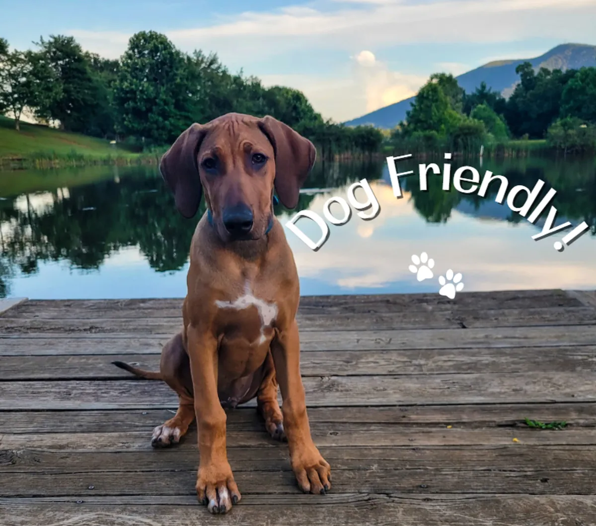 A dog lounges contentedly on a wooden dock extending over a calm lake, with trees reflected in the water and mountains visible in the distance. The scene radiates a sense of adventure and pet-friendly leisure, reinforcing the bond with nature.